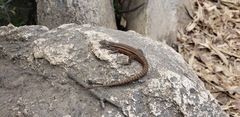 Liolaemus fuscus