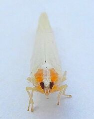 Neocenchrea heidemanni