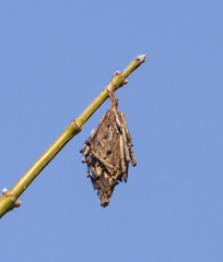 Thyridopteryx ephemeraeformis