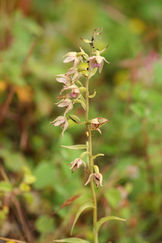 Image of Epipactis lusitanica by (c) pmgaspar, some rights reserved (CC BY)