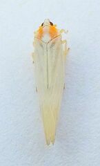 Neocenchrea heidemanni