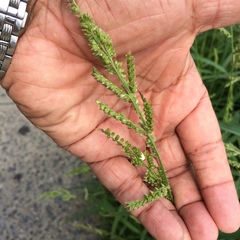 Echinochloa