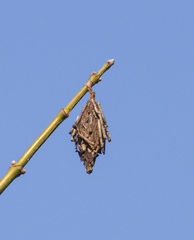 Thyridopteryx ephemeraeformis