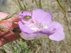 Agalinis strictifolia