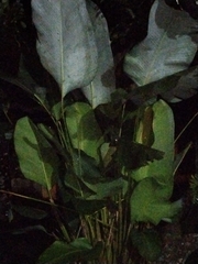 Calathea lutea
