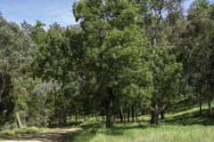 Brachychiton populneus