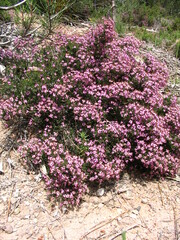 Erica umbellata