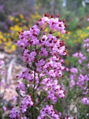 Erica umbellata