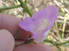 Agalinis strictifolia