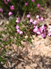 Erica umbellata