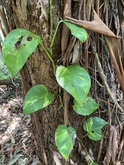 Epipremnum