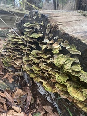 Cerrena unicolor