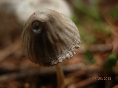 Mycena clavicularis