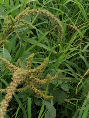 Amaranthus spinosus