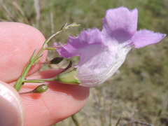 Agalinis strictifolia