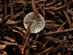 Mycena clavicularis