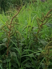 Amaranthus spinosus