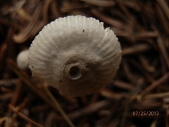 Mycena clavicularis