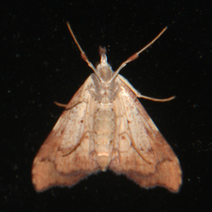 Deana hybreasalis