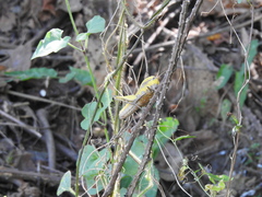 Xyleus discoideus