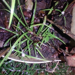 Cyperus mindorensis