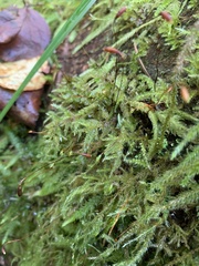 Pseudisothecium myosuroides