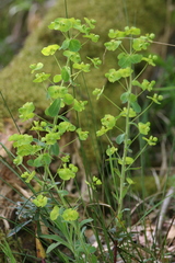 Euphorbia amygdaloides
