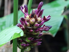 Goeppertia latifolia