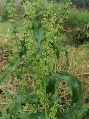 Rumex altissimus