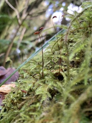 Pseudisothecium myosuroides