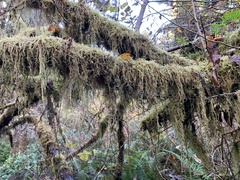 Pseudisothecium stoloniferum