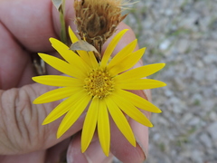 Xanthisma texanum drummondii