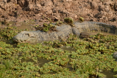 Caiman latirostris