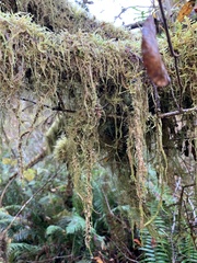 Pseudisothecium stoloniferum