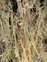 Pseudisothecium stoloniferum