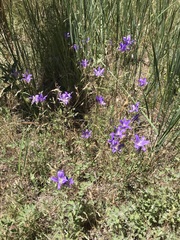 Brodiaea