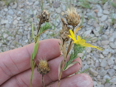 Xanthisma texanum drummondii
