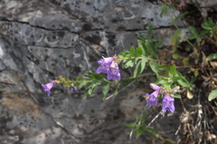 Penstemon platyphyllus