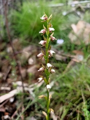 Prasophyllum brevilabre