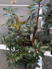 Arbutus