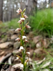 Prasophyllum brevilabre