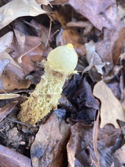 Calostoma lutescens