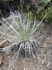 Argyroxiphium kauense