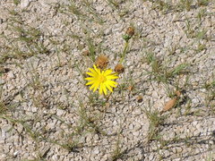 Xanthisma texanum drummondii