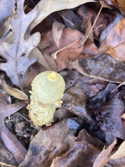 Calostoma lutescens