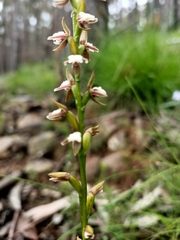 Prasophyllum brevilabre