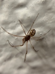 Steatoda