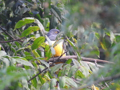 Trogon citreolus