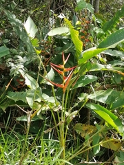 Heliconia latispatha