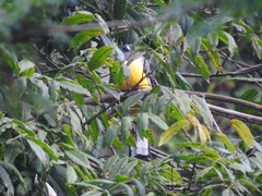 Trogon citreolus